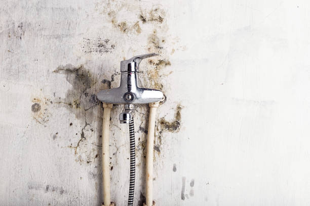 Best Certified Mold Removal  in Independence, KY